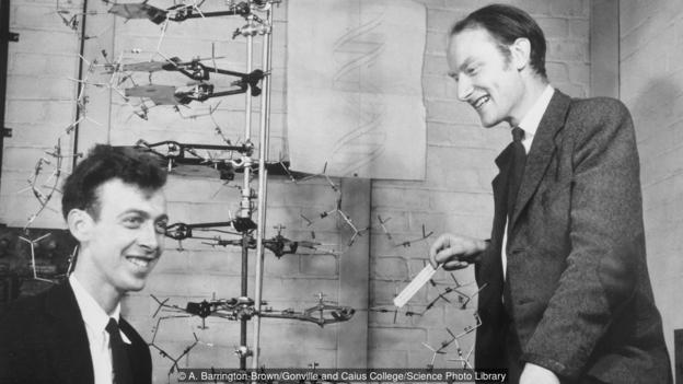 James Watson and Francis Crick with their model of DNA (Credit: A. Barrington-Brown/Gonville and Caius College/Science Photo Library)