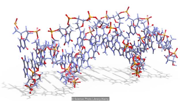 যেভাবে জীবনের শুরু: প্রথম স্বয়ম্ভূর খোঁজে 8 A molecule of threose nucleic acid (TNA)