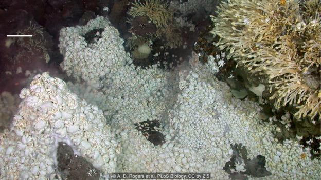 Hydrothermal vents are home to strange organisms like these anomuran crabs