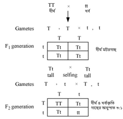 ধর্ম ও অজাচার- রক্ত সম্পর্কীয় বিবাহ এবং যৌনতা প্রসঙ্গে 24 Figure 5 Punnett Square