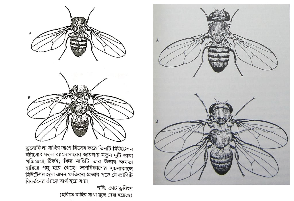 হোমো স্যাপিয়েন্স 27