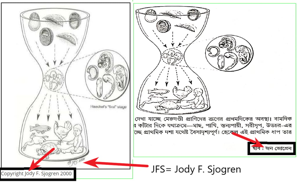 হোমো স্যাপিয়েন্স 22