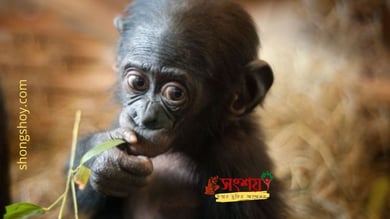 সভান্তে প্যাবো এবং প্রাচীন সাধারণ পূর্বপুরুষের (Common ancestor) অসাধারণ বংশধর সভান্তে প্যাবো এবং প্রাচীন সাধারণ পূর্বপুরুষের (Common ancestor) অসাধারণ বংশধর