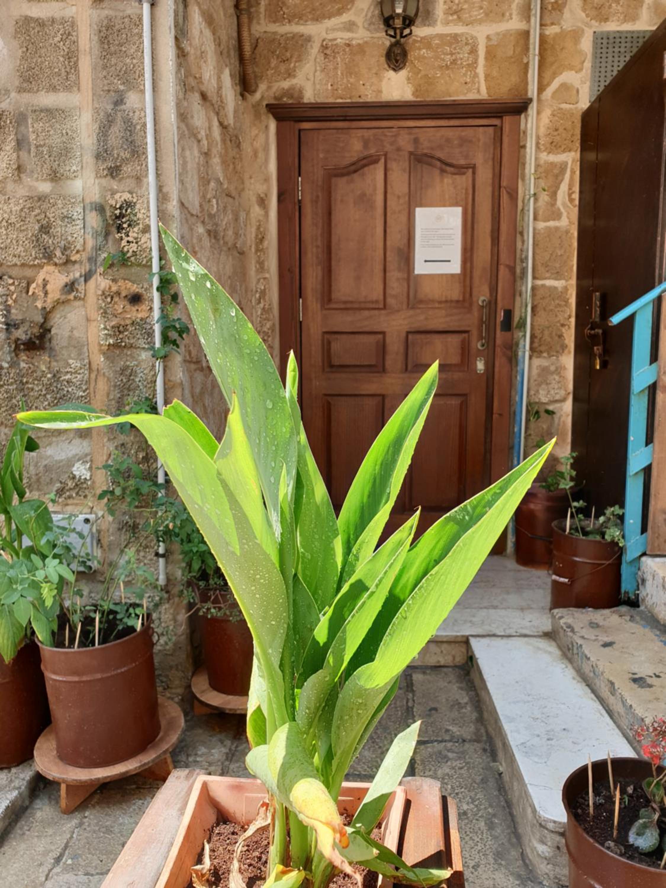 זידאן סראי סוויטה בעכו העתיקה - 20