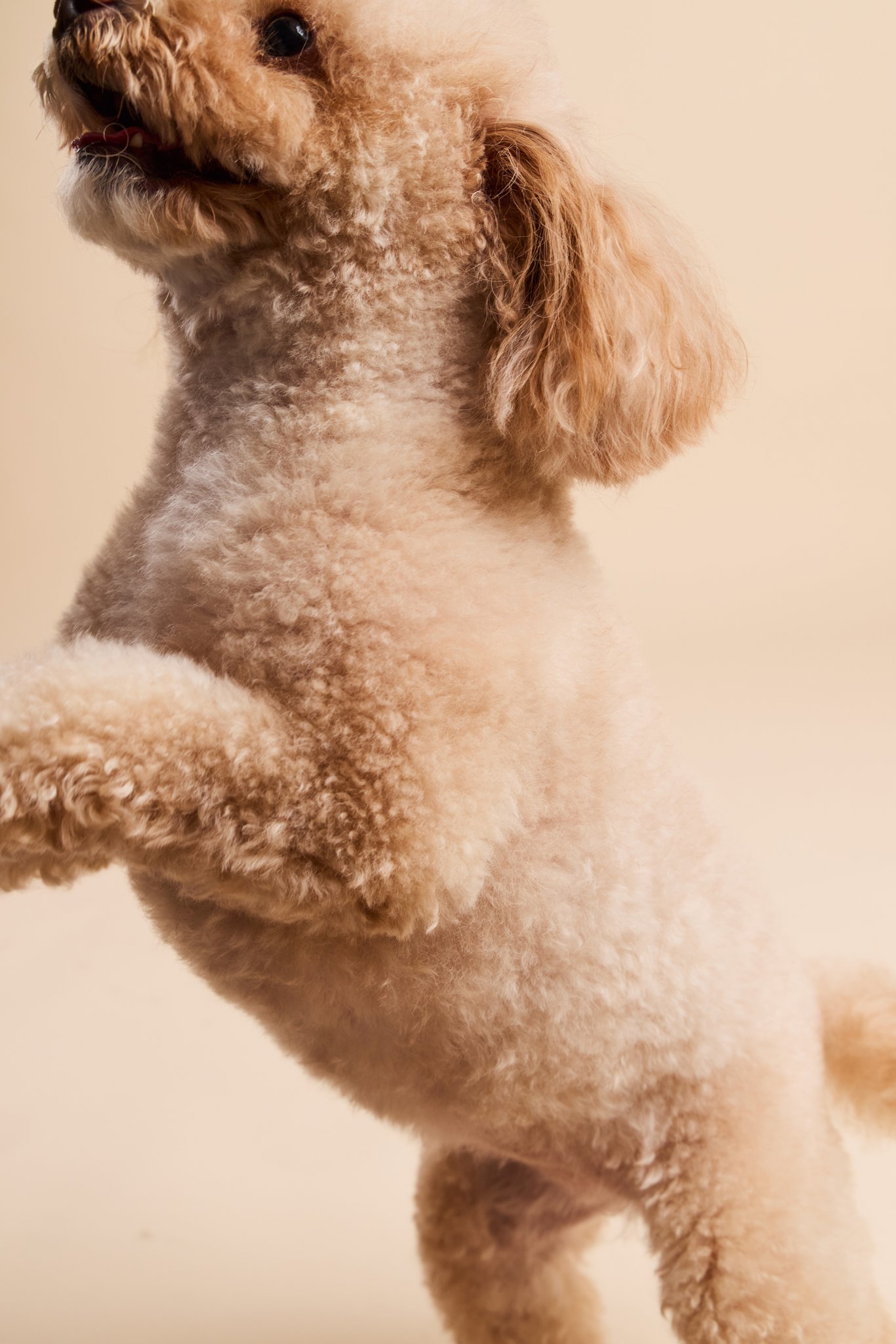 A toy poodle up on its hind legs, mid-jump, close up