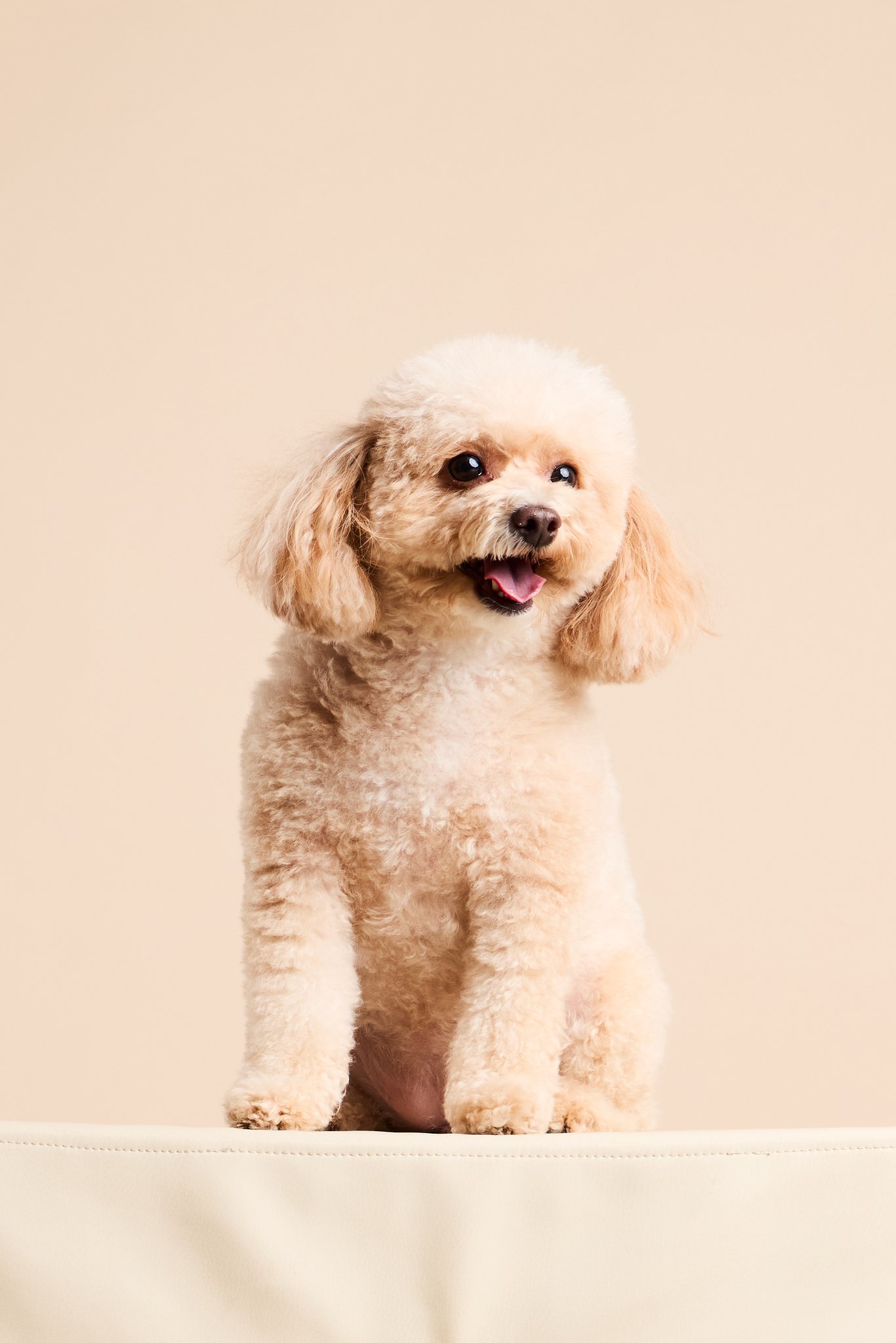 A cream toy poodle sitting on a studio block, mouth open in a grin