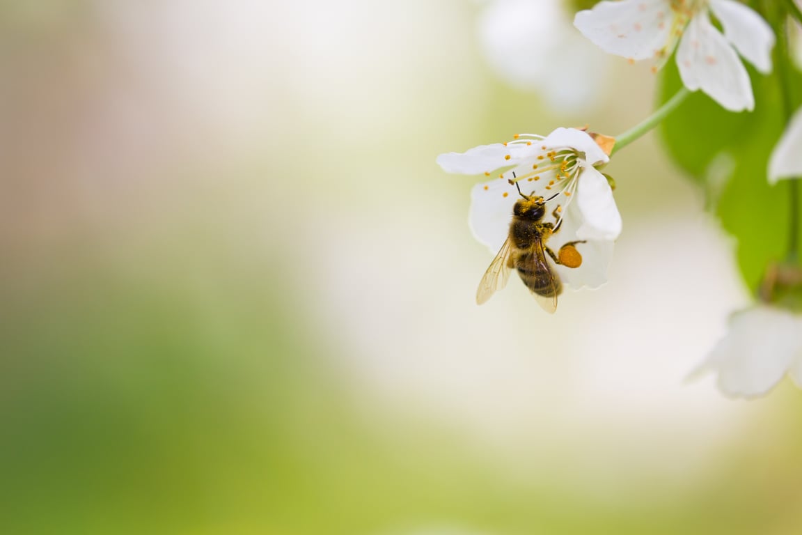Close-up of a honey bee collecting pollen from white cherry blossoms against a soft green background