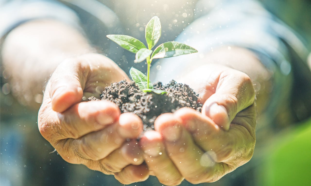 Hands nurturing a young plant, symbolizing the growth of sustainable practices in hospitality