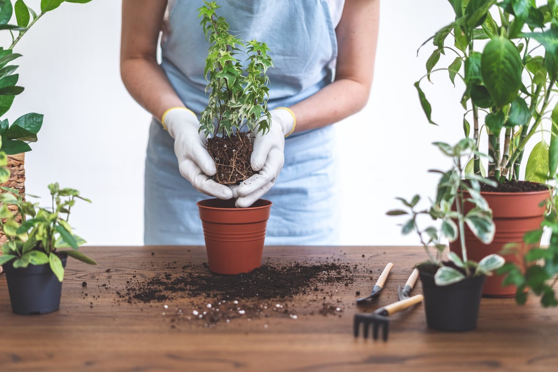 Person potting a plant demonstrating a commitment to sustainability in hospitality