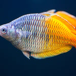The beautiful Australian Rainbowfish: A primer