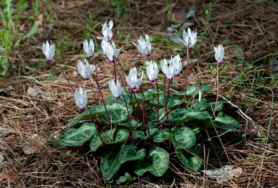 Cyclamen persicum