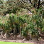 Ponytail palm: Care and common ponytail palm questions