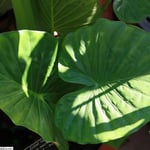 Growing & caring for alocasia (regal shield)