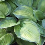Growing & caring for hostas