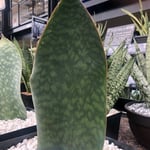 Growing & caring for whale fin plant (sansevieria)