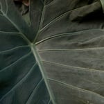 Growing & caring for alocasia princeps