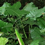 Growing & caring for alocasia sarawakensis (Yucatan Princess)