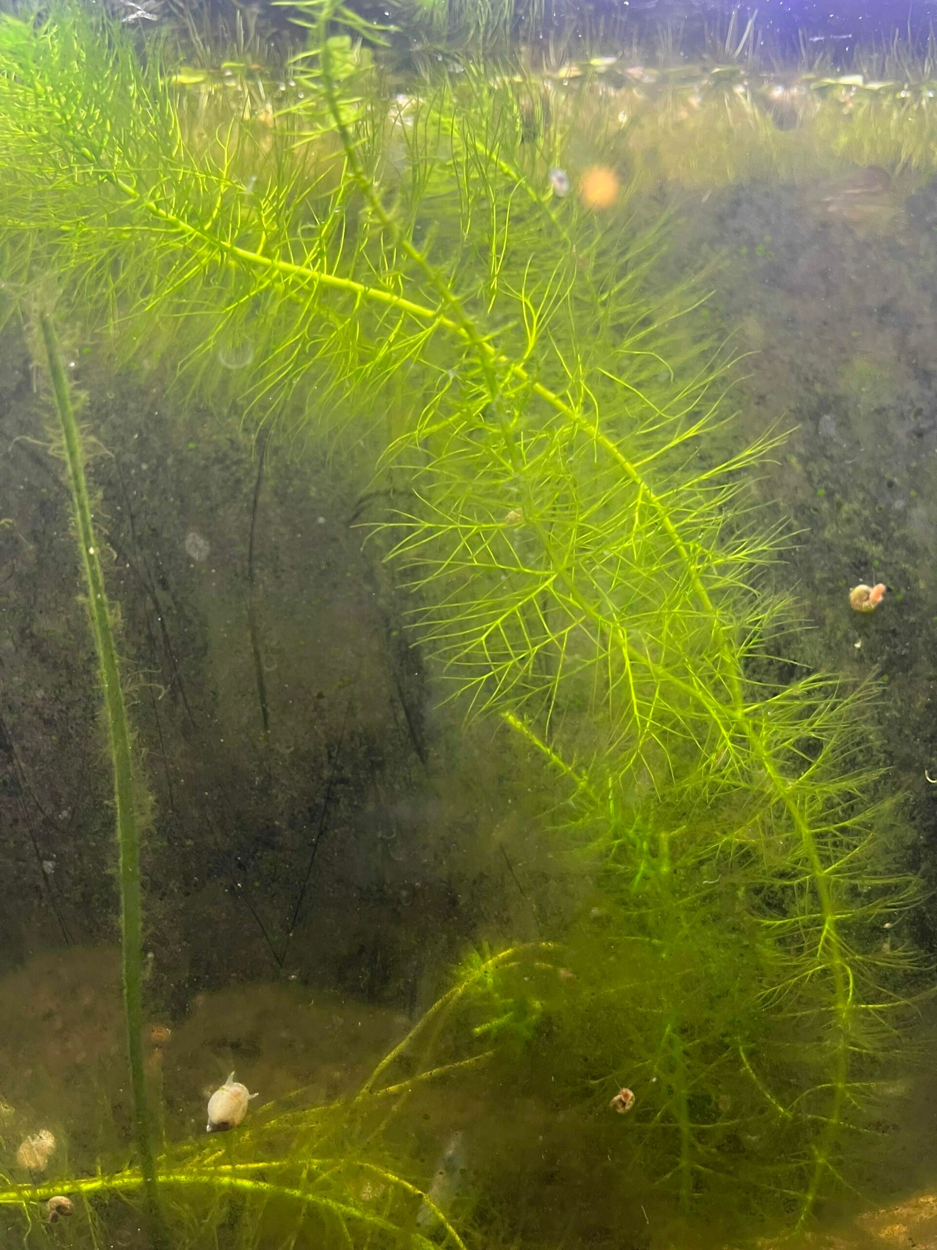 Hornwort in an aquarium
