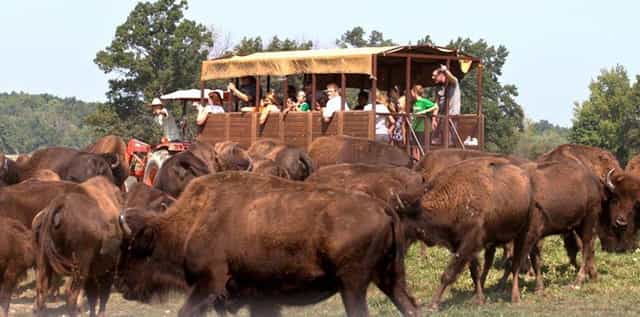 Visitors ride a canopied wagon pulled by a tractor through a herd of American bison in an open pasture at Wild Winds Buffalo Preserve near Fremont, Indiana