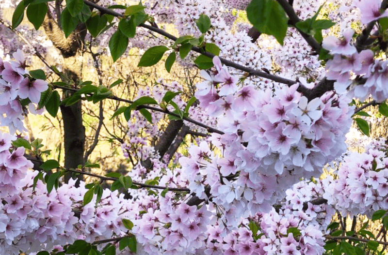 ⛵Cherry Bloom 🌸 cover, Get Fishers