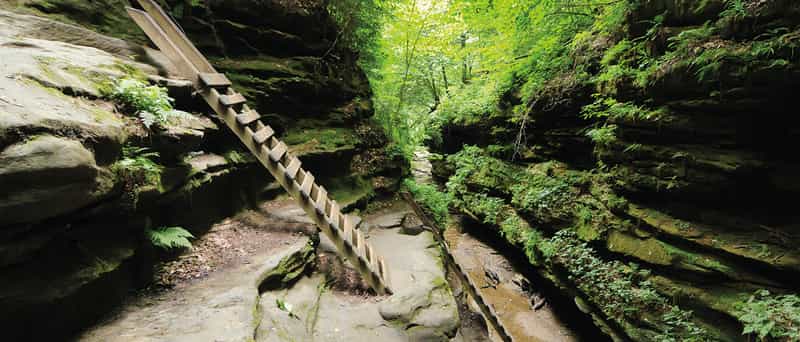 Wooden ladders in a mossy sandstone ravine at Turkey Run State Park