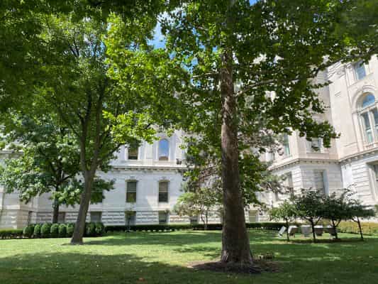 A tall sycamore tree shading a green lawn beside a limestone government building in downtown Indianapolis.