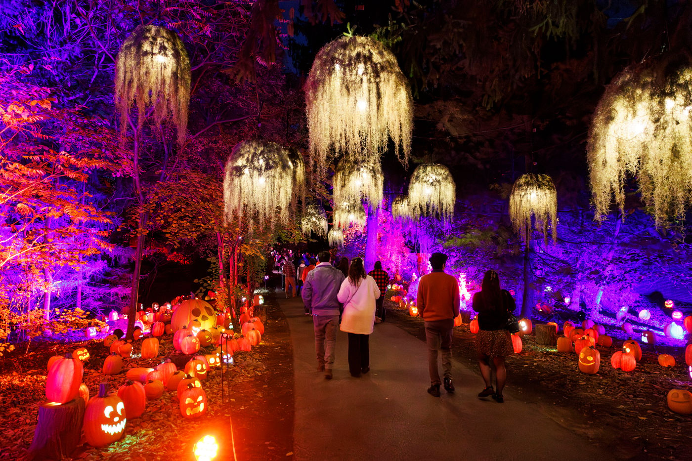 Visitors walk a path at Harvest Nights at Newfields lined with glowing jack-o'-lanterns under lit hanging moss and purple-lit trees