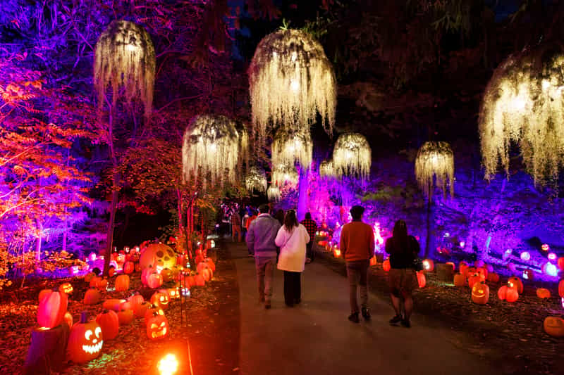 Visitors walk a path at Harvest Nights at Newfields lined with glowing jack-o'-lanterns under lit hanging moss and purple-lit trees