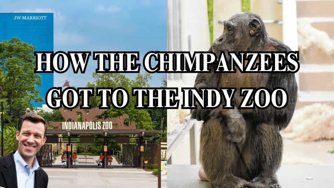 In this segment from yesterday's conversation with Indianapolis Zoo CEO and President Dr. Robert Shumaker, we discuss what considerations go into a zoo exhibit, and the planning process behind the most recent chimpanzee exhibit.