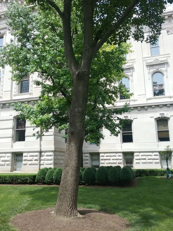 The Moon Tree, a mature sycamore, standing on the lawn of the Indiana Statehouse in downtown Indianapolis on a summer afternoon.