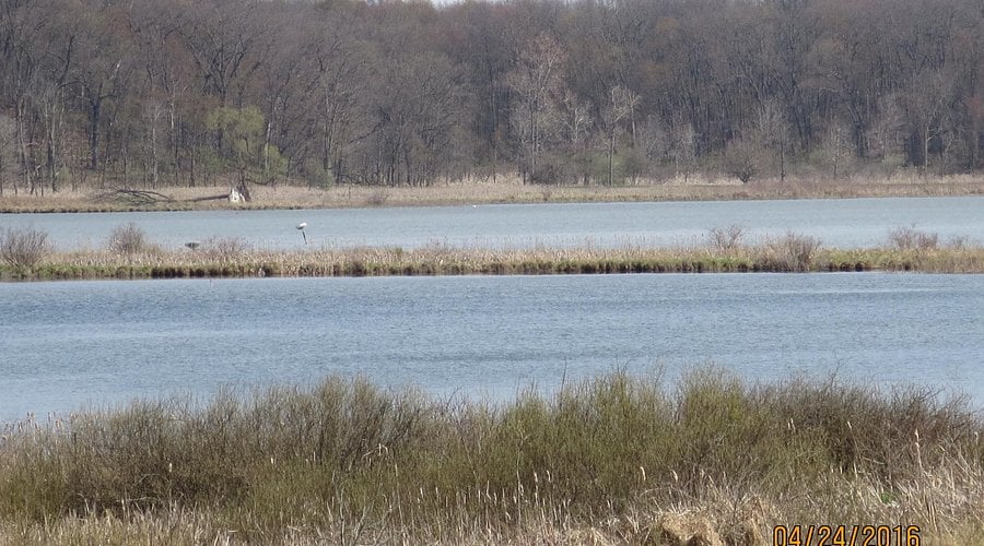 A white wading bird standing on a grassy spit in a shallow marsh ringed by trees at an Indiana fish and wildlife area.