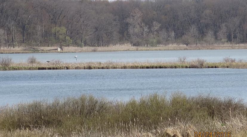 A white wading bird standing on a grassy spit in a shallow marsh ringed by trees at an Indiana fish and wildlife area.