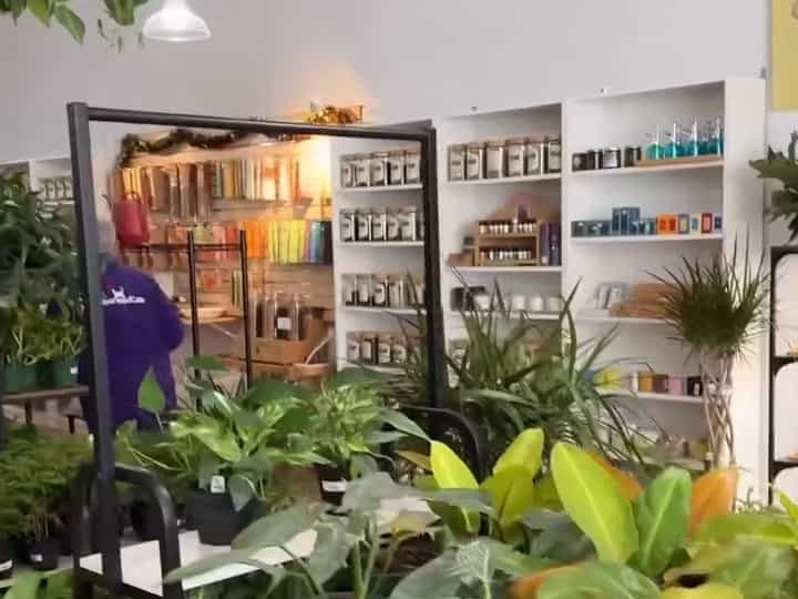 Houseplants and apothecary shelves inside Snakeroot Botanicals in Indianapolis