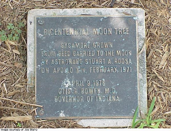 The Bicentennial Moon Tree plaque at the Indiana Statehouse, reading that the sycamore was grown from a seed carried to the Moon by astronaut Stuart A. Roosa on Apollo XIV in February 1971.