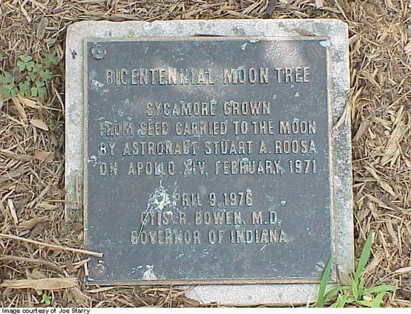The Bicentennial Moon Tree plaque at the Indiana Statehouse, reading that the sycamore was grown from a seed carried to the Moon by astronaut Stuart A. Roosa on Apollo XIV in February 1971.