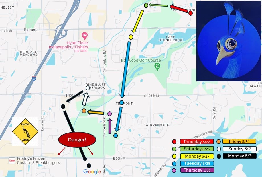 An image showing where Kevin the Peacock has traveled to