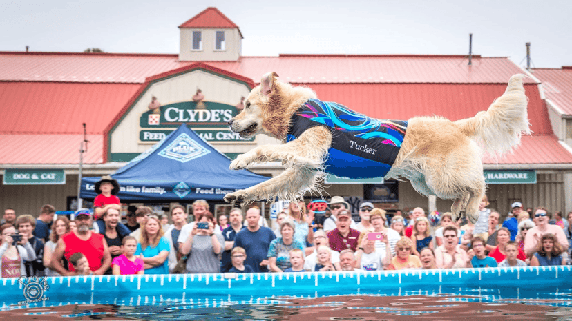 A dog leaps into the pool during the DockDogs jumping competition at the Indiana State Fair