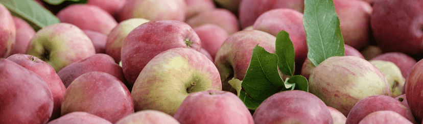 Apple picking at Huber's Orchard & Winery in Starlight, Indiana