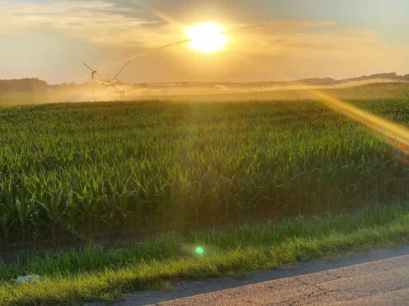 Sun setting over a green Indiana cornfield as an irrigation sprinkler mists the rows during a summer evening