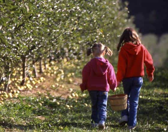 Where are the Best Apple Orchards in IN? 🍎 cover, Get Indiana