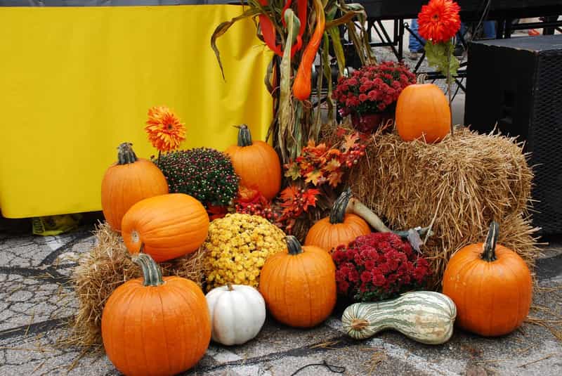 Pumpkins, mums and straw bales displayed by the stage at the Versailles Pumpkin Show