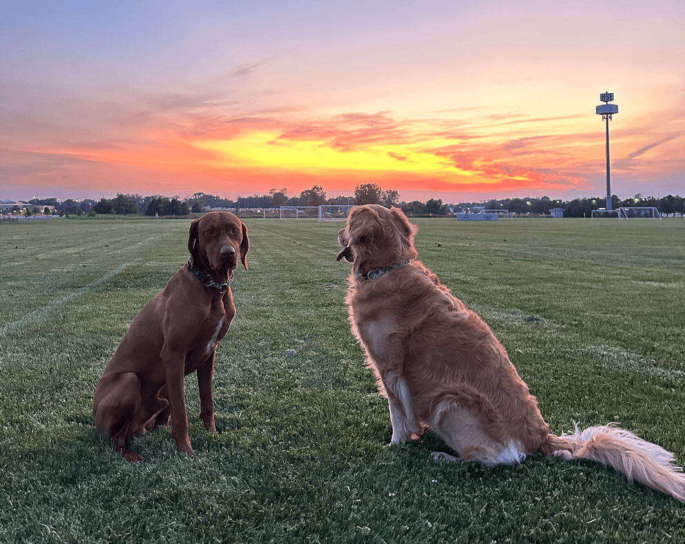 The best pet friendly spots in Fishers Indiana