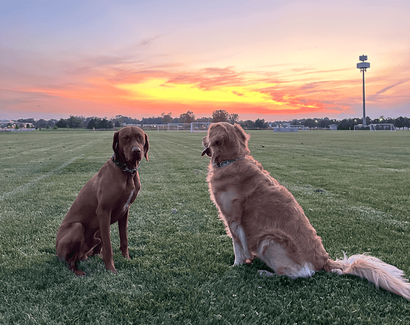 The best pet friendly spots in Fishers Indiana