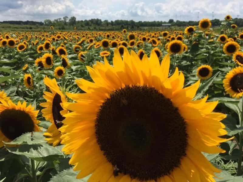 ⛵️Sunflower* Fields Forever cover, Get Fishers