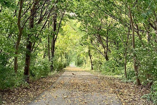 A paved stretch of the Big-4 Trail near Whitestown, Indiana, running through a tunnel of green trees with fallen yellow leaves scattered across the path