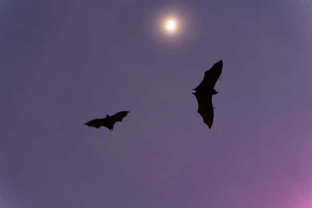 Two bats flying in silhouette against a purple dusk sky with the moon glowing behind them
