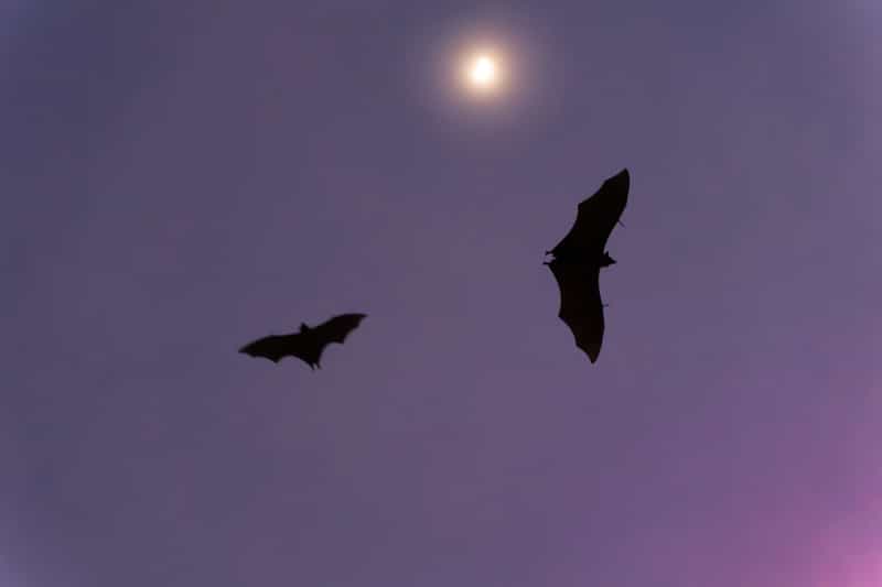 Two bats flying in silhouette against a purple dusk sky with the moon glowing behind them