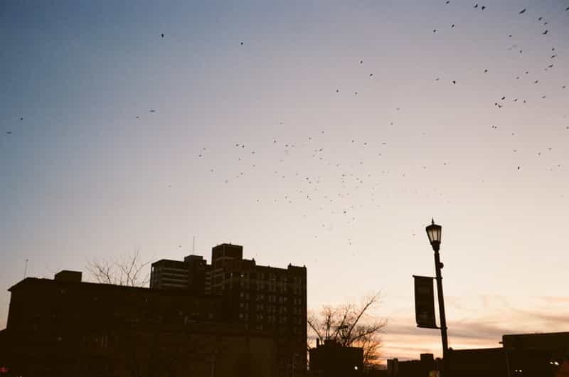 Did You Know? We Have Eagles in the Bend cover, Get South Bend