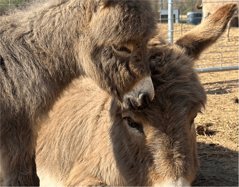 A rescued farm animal at Compass Rose Farm Sanctuary