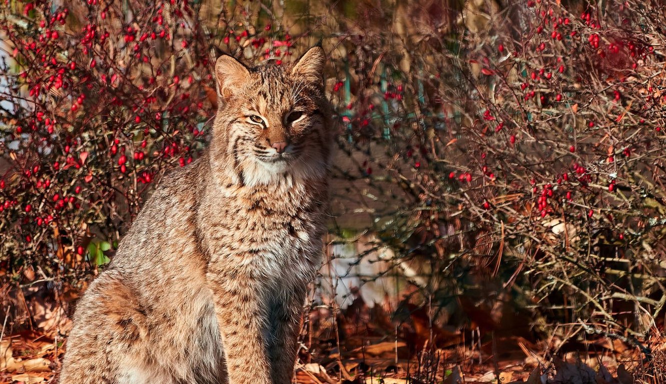 Bobcats in Indiana, from Get Indiana: Bobcats Spotted in Indiana! What You Need to Know